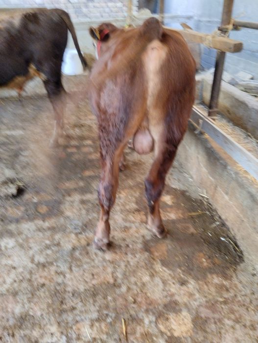 Assalom alekum 2 ta grefort buqalar sotiladi