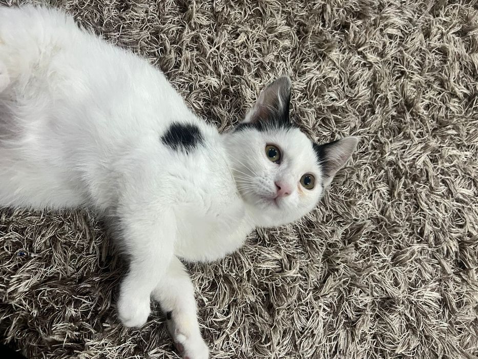 Pisicuta iubitoare cauta o casa plina de dragoste