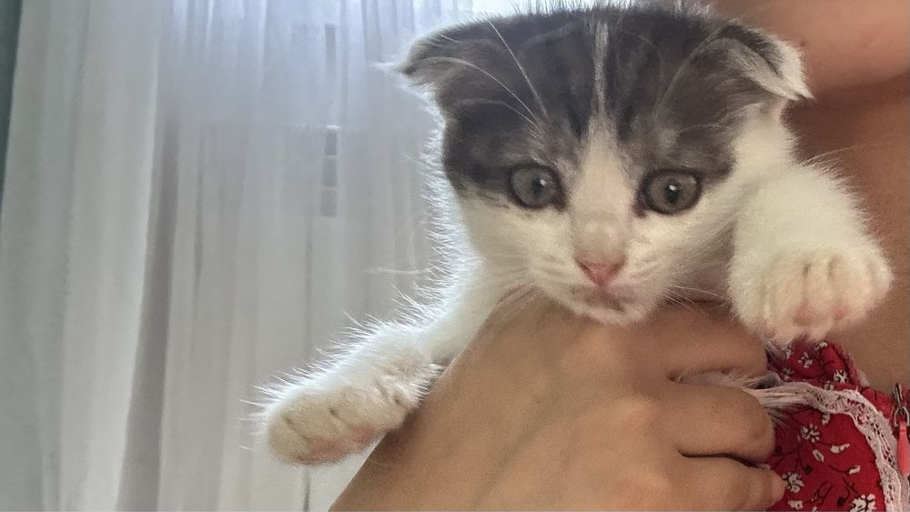 Кошка………………………….