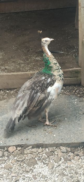 Păuni tineret umăr negru și arlechin 2025