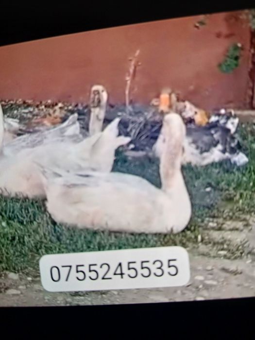 Vând gâște Holmogor