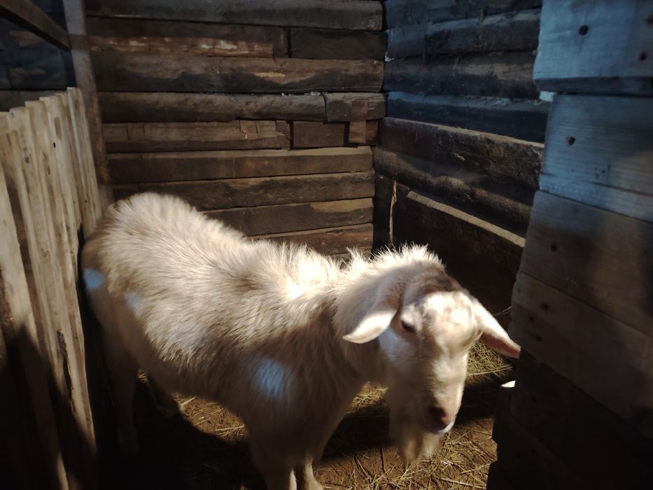 Козел зааненской породы на покрытие