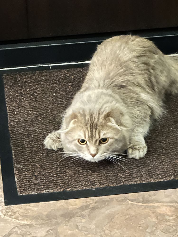 Отдам кот в добрую руку