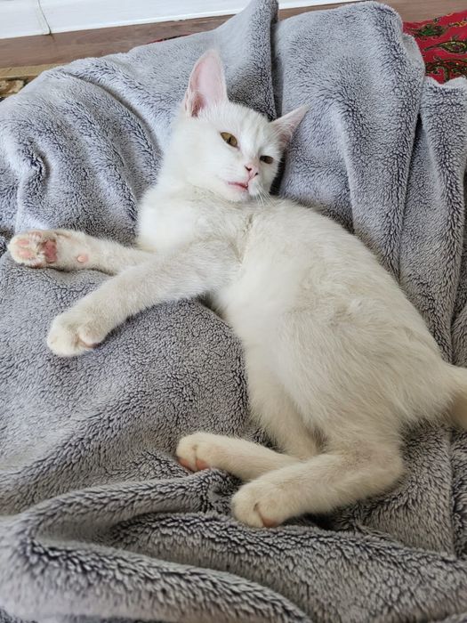 мысык кошка маргау котёнок