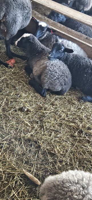 De vanzare: mielute Romanov