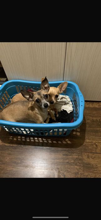 Пясъчни Мини Пинчери