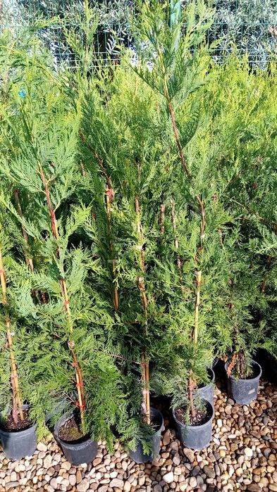 Vând chiparos leylandi diferite dimensiuni