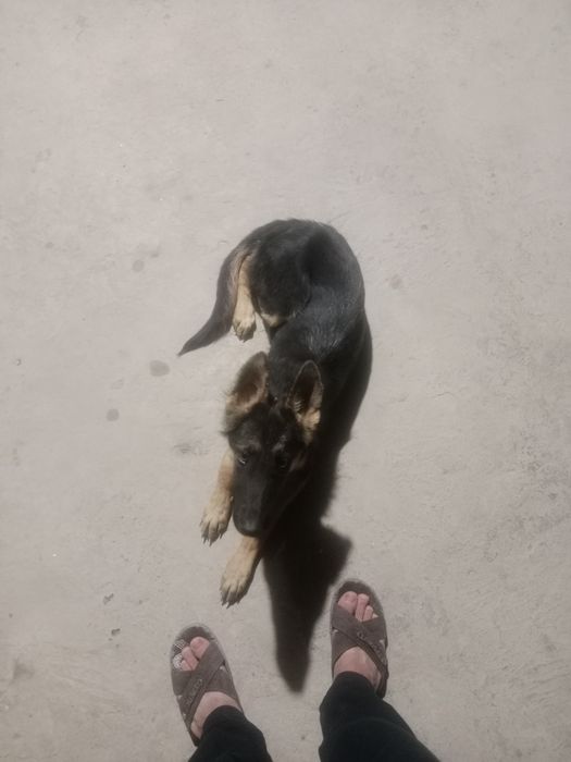 Evropeiske afcharka 4oylik urgʻochi