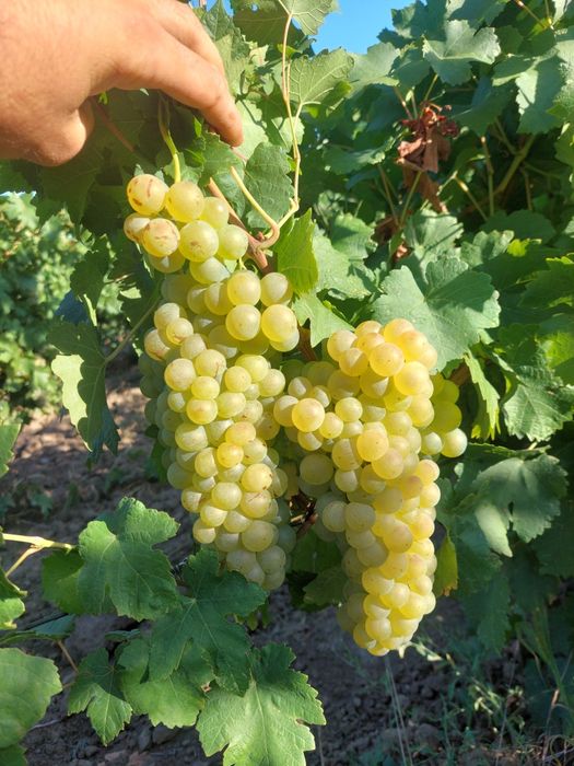 Vând struguri de vin