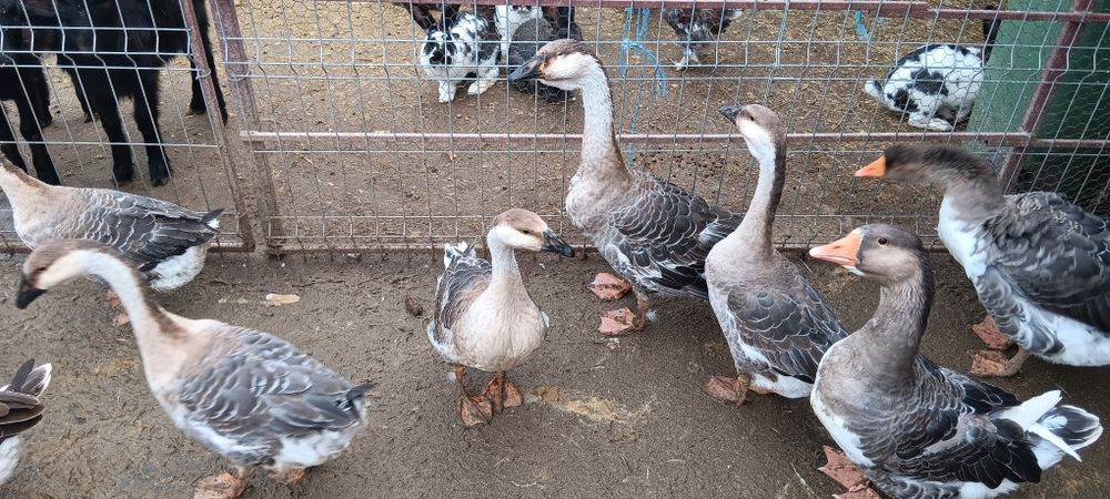 Vând gaste de anul acesta