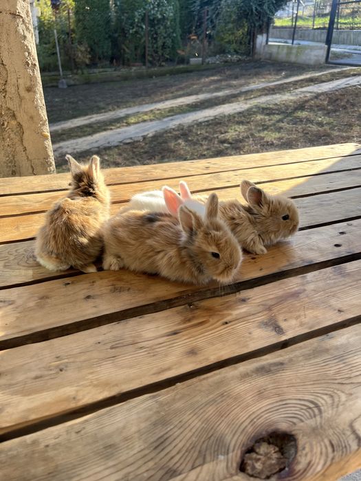 Vand iepuri cap de leu pitic