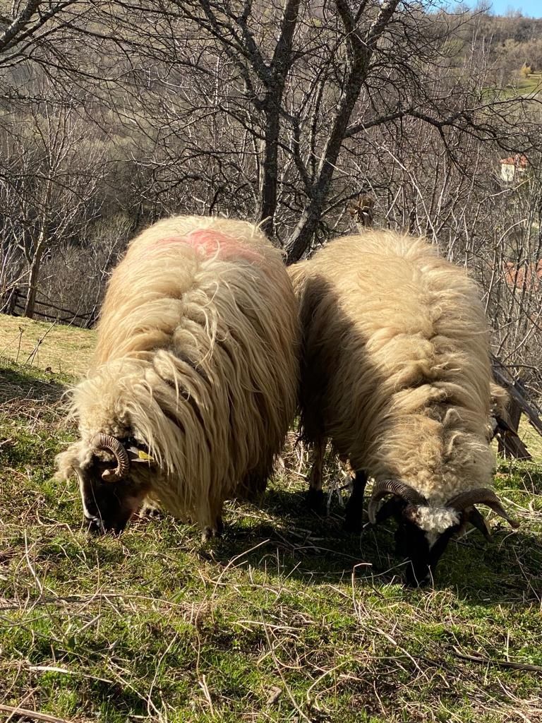 Berbecuți Țurcană Brează Hațeg