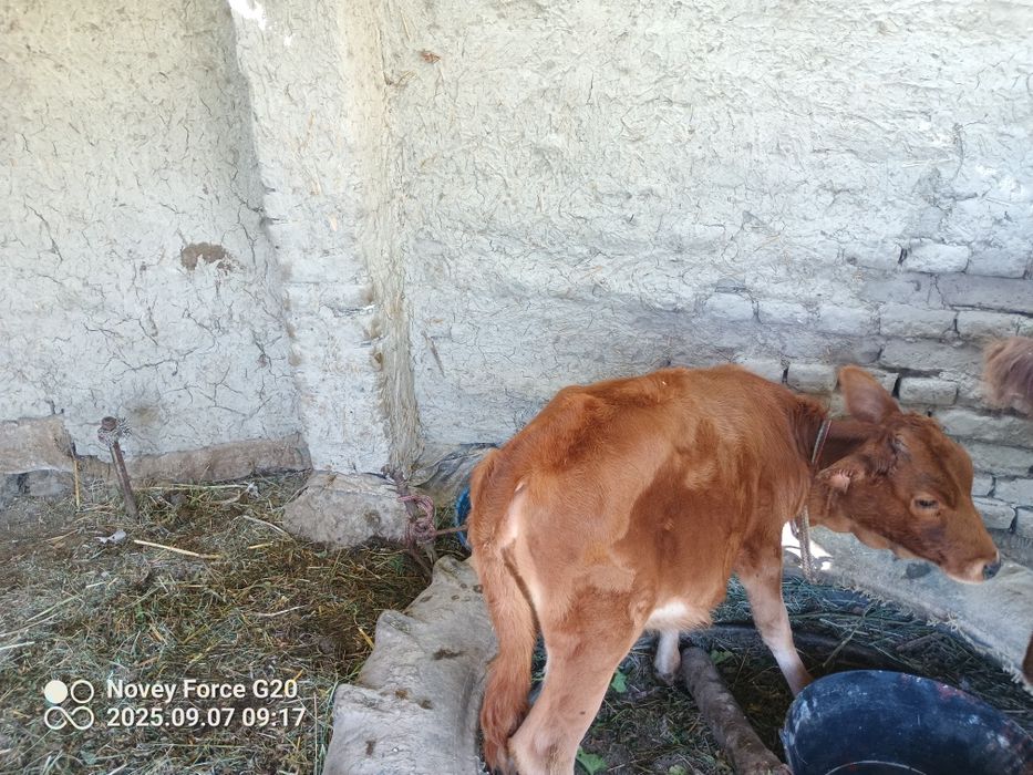 Ona bola sigir bolasi 3 oyli