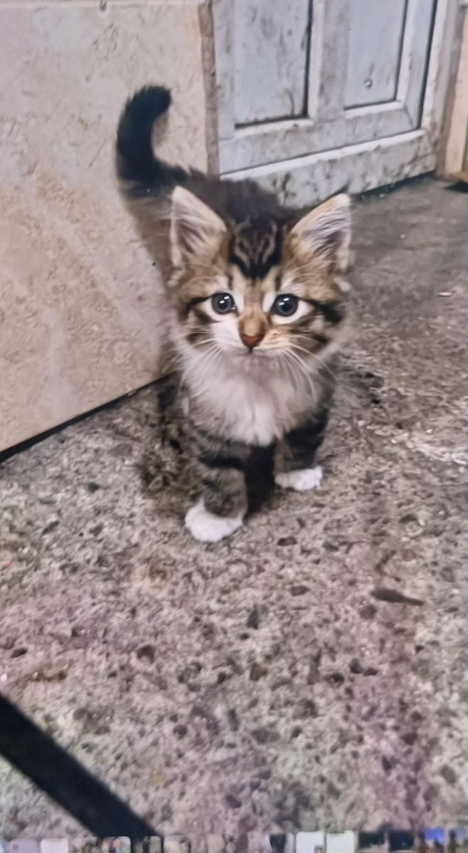 Donez doi pui de pisica foarte drăgălaș