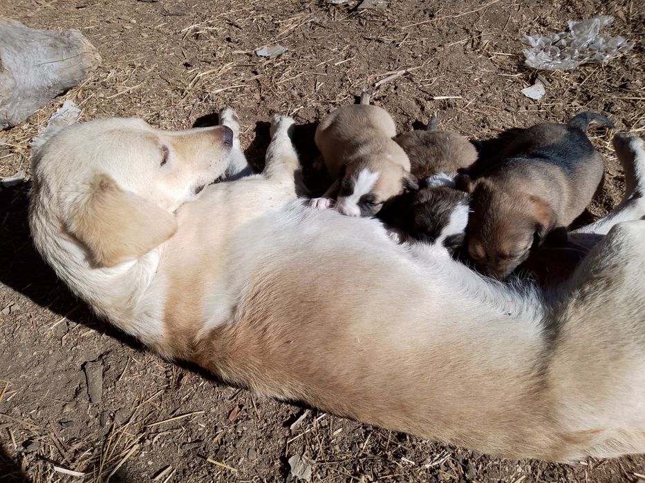 Подарявам кученца
