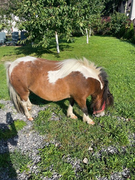Ponei de vânzare