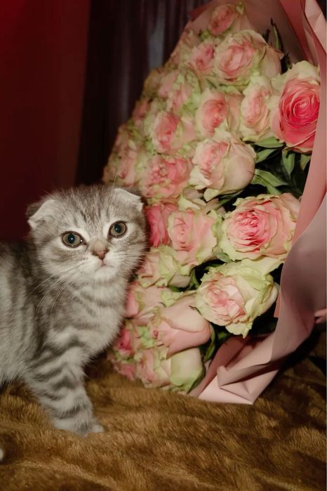 Веслоухий котенок