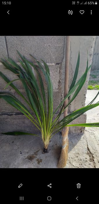 Yucca de grădină/ ghiveci ornamentală