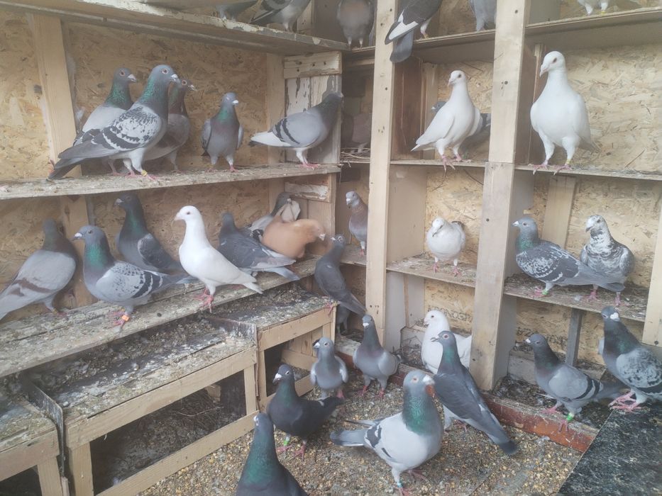 Vând porumbei voiajori