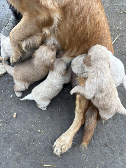 Бебета голдън ретривър