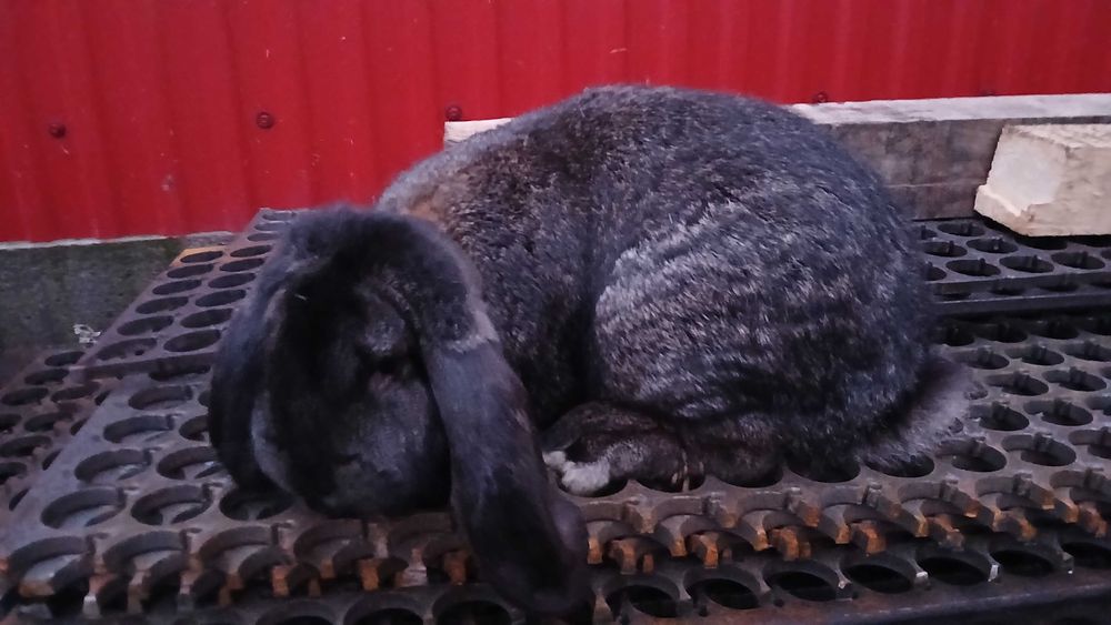 Vand iepuri masculi berbec german