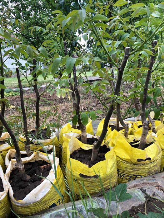 Орехи, дръвчета, фиданки, разсадник