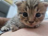 Кошка Шотландский