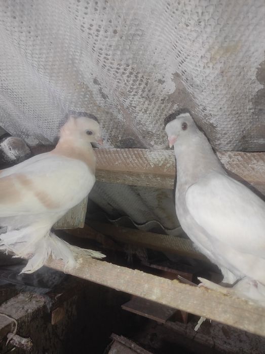 Продаются голуби