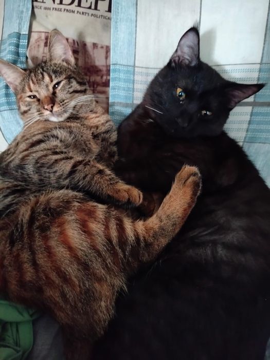 Пристраиваю кошек: девочка и мальчик