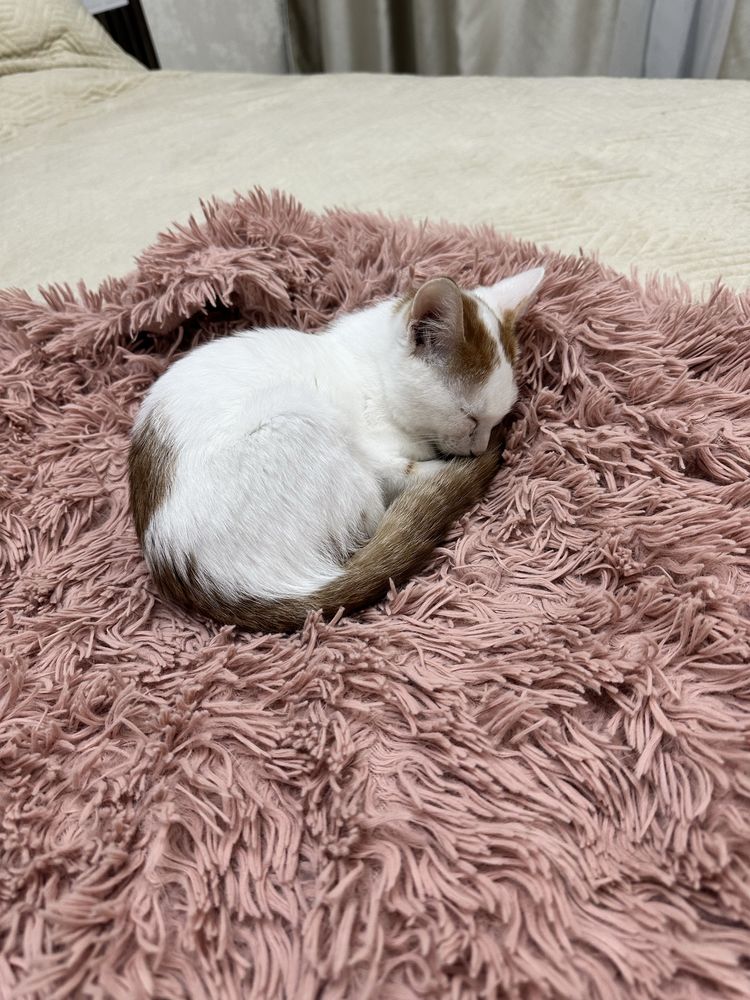 Маленький милый мурчащий котик ищет дом и любящую семью