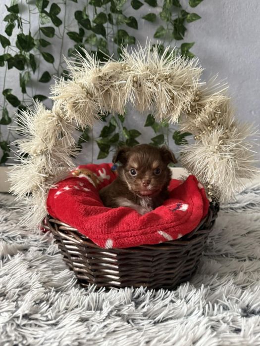 Чихуахуа момченца