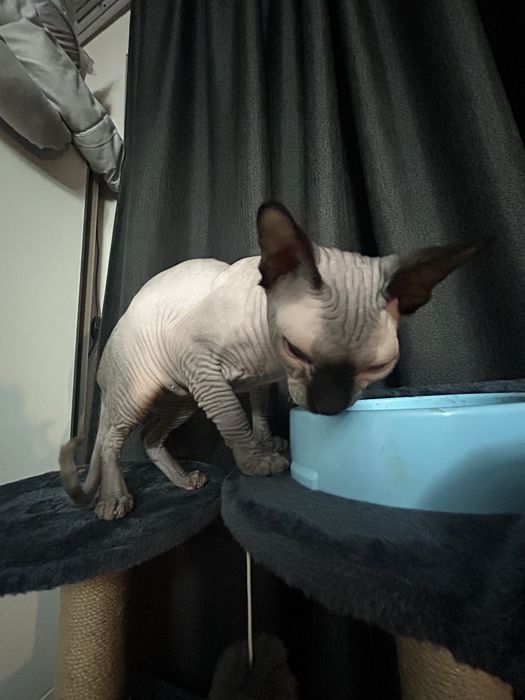 Канадски сфинкс котка