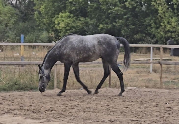 Жеребец английский чистокровный лошадь