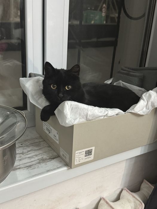 Подарю котенка, милый, очень ласковый малыш.