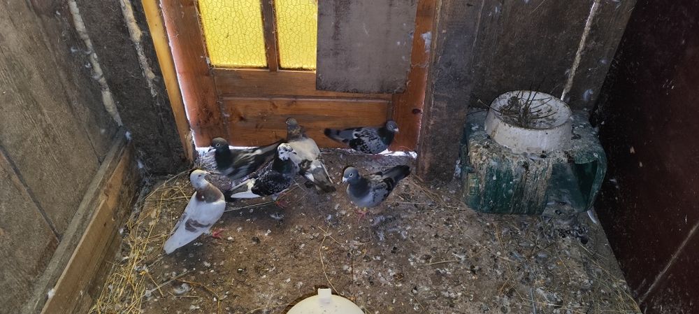 Vand porumbei voiajori