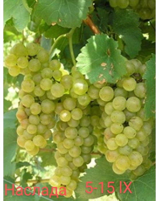 Лози за вкореняване