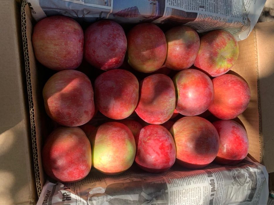 Апорт с доставкой