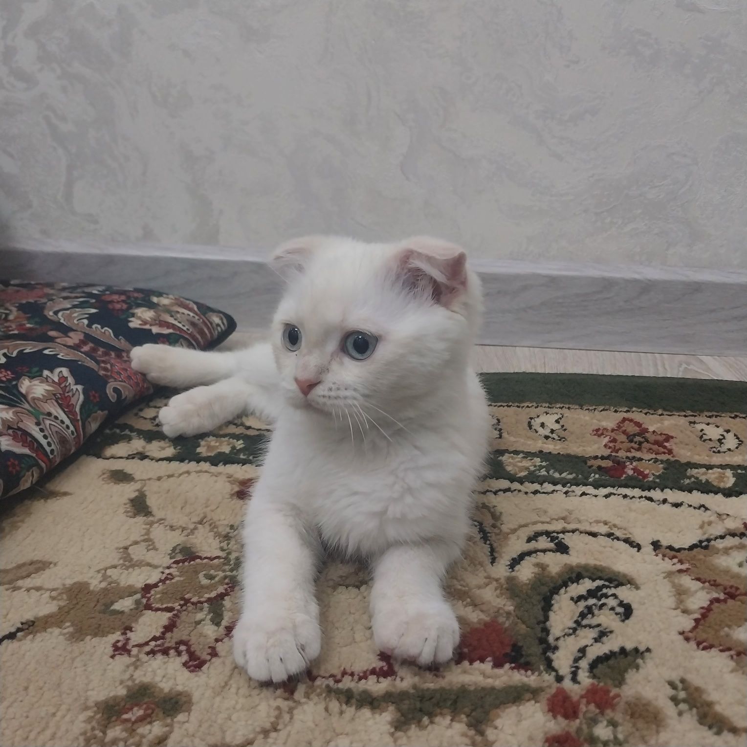 Mushuk sotiladi domashni 1mln yana kelishamjz