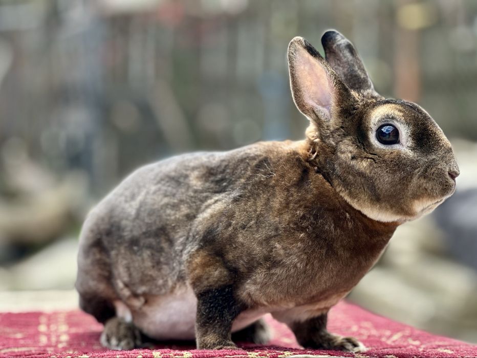 De vânzare mascul  Rex Pitic!