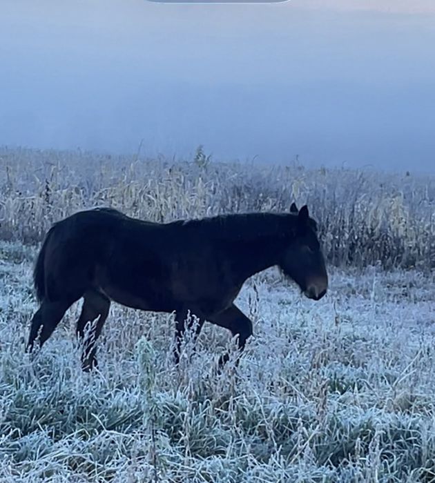 De vinzare minz de 4 luni