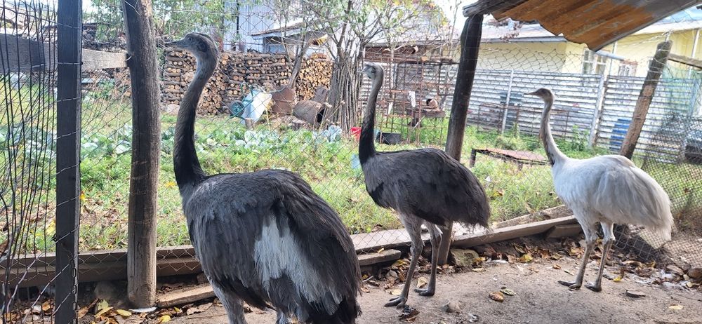 Fazani auriu pe rosu,struti nandu,pauni!