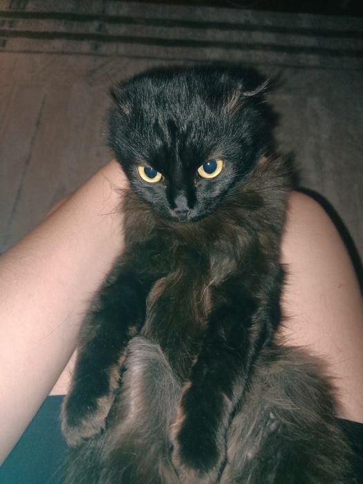 Отдам котенка веслоухого