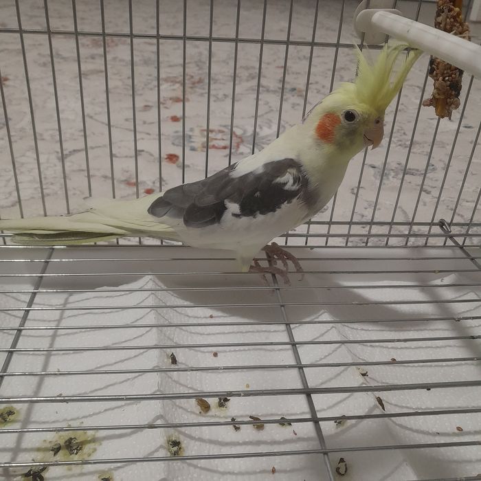 Попугай Продойтс