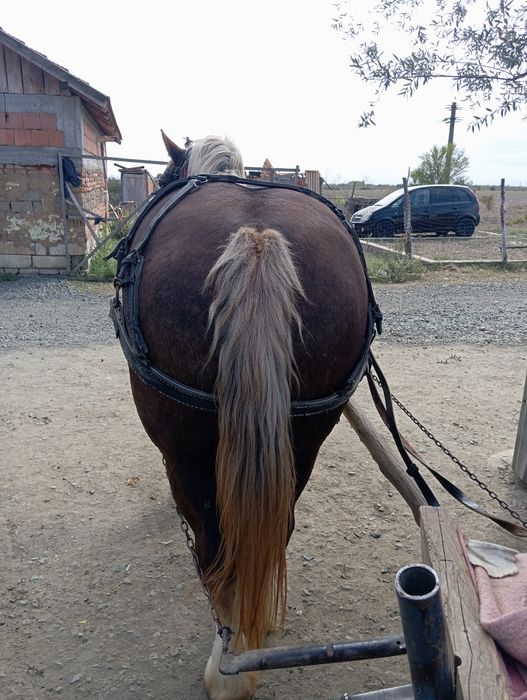 Vând iapa mai multe detalii la tel