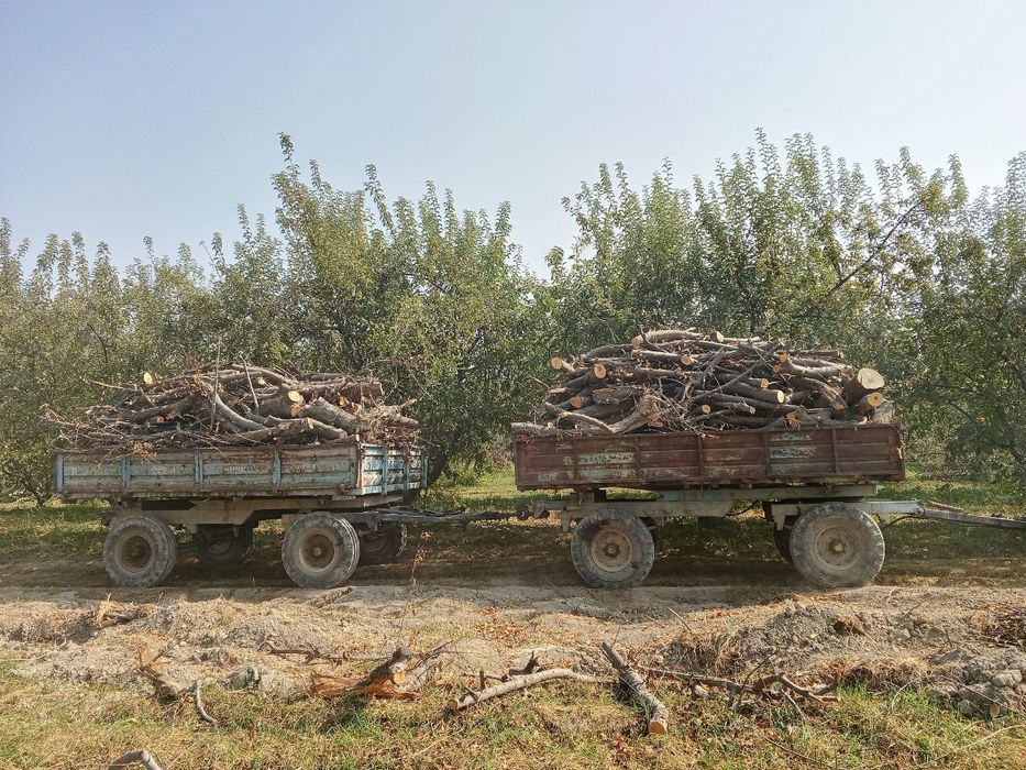Олма гилос урик Шох ғула томир бор сотилади
