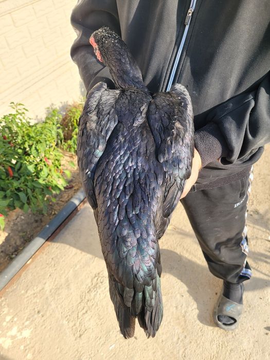 Dakan tovuq sotiladi