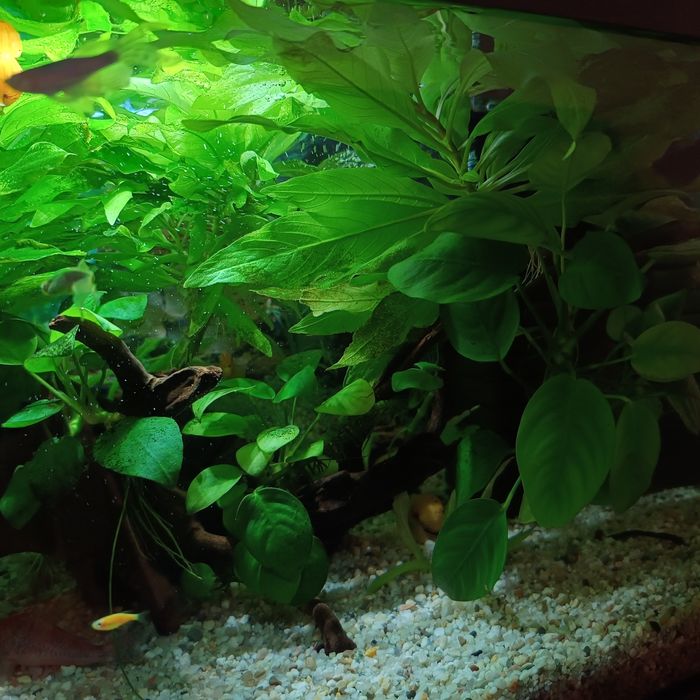 Acvariu complet echipat