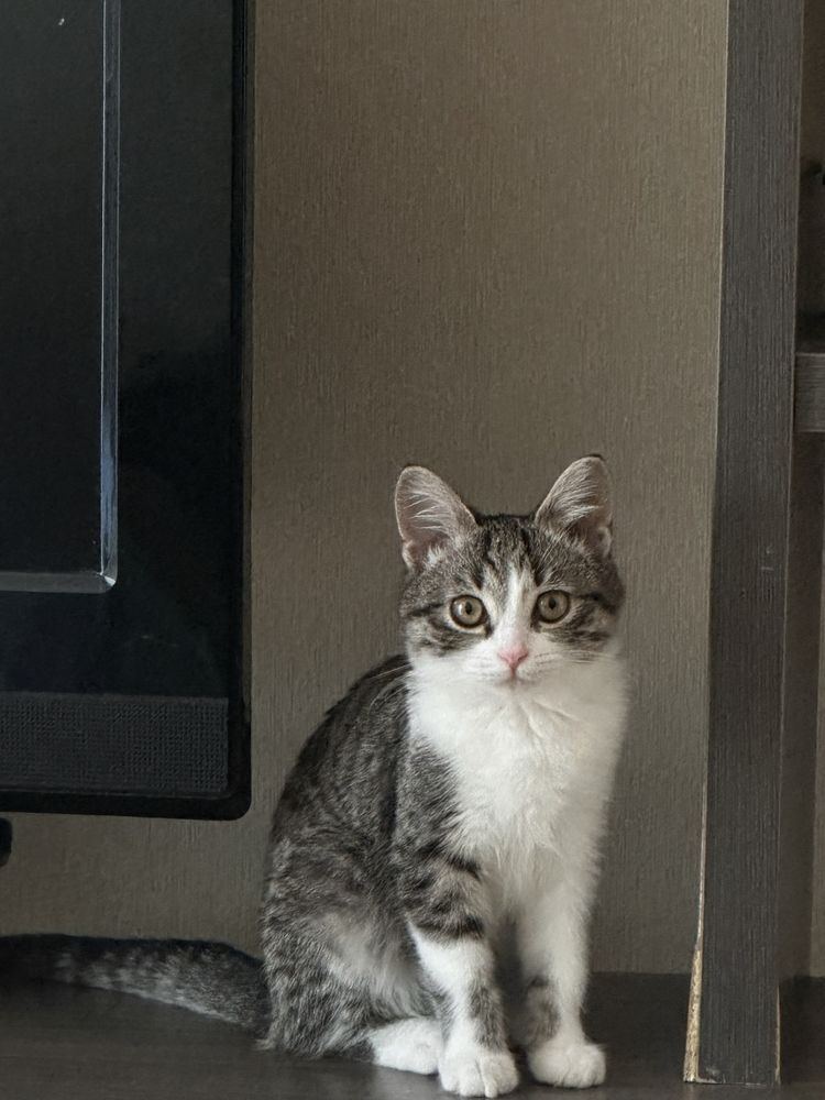 Кошка 6 месяцев