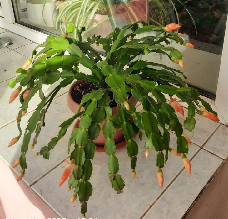 Декабрист оранжевый.