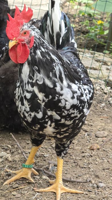 Pasari de rasa tineret și adulte